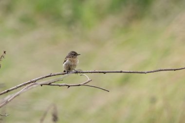 Juvenile European Stonechat, benekli kahverengi tüylü, böcek ve örümceklerle besleniyor. Fotoğraf Boğa Adası Dublin İrlanda 'da kıyıdaki otlaklarda ve kum tepelerinde çekilmiştir..