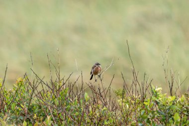 Juvenile European Stonechat, benekli kahverengi tüylü, böcek ve örümceklerle besleniyor. Fotoğraf Boğa Adası Dublin İrlanda 'da kıyıdaki otlaklarda ve kum tepelerinde çekilmiştir..
