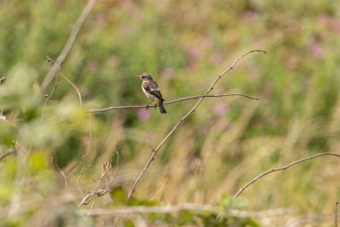 Juvenile European Stonechat, benekli kahverengi tüylü, böcek ve örümceklerle besleniyor. Fotoğraf Boğa Adası Dublin İrlanda 'da kıyıdaki otlaklarda ve kum tepelerinde çekilmiştir..