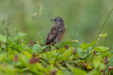 Juvenile European Stonechat, benekli kahverengi tüylü, böcek ve örümceklerle besleniyor. Fotoğraf Boğa Adası Dublin İrlanda 'da kıyıdaki otlaklarda ve kum tepelerinde çekilmiştir..