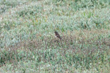 Juvenile European Stonechat, benekli kahverengi tüylü, böcek ve örümceklerle besleniyor. Fotoğraf Boğa Adası Dublin İrlanda 'da kıyıdaki otlaklarda ve kum tepelerinde çekilmiştir..