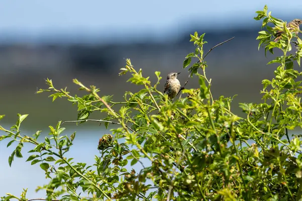 Juvenile European Stonechat, benekli kahverengi tüylü, böcek ve örümceklerle besleniyor. Fotoğraf Boğa Adası Dublin İrlanda 'da kıyıdaki otlaklarda ve kum tepelerinde çekilmiştir..
