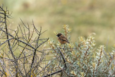 Taşkakan, ötüşünden dolayı adını taşıyan, birbirine tıkırdayan taşlar gibi bir kuştur. Daha çok böcek yer ve Boğa Adası, Dublin 'de fotoğraf çekilir..