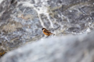 Taşkakan, ötüşünden dolayı adını taşıyan, birbirine tıkırdayan taşlar gibi bir kuştur. Daha çok böcek yer ve Boğa Adası, Dublin 'de fotoğraf çekilir..