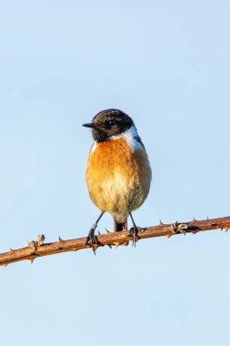 Taşkakan, ötüşünden dolayı adını taşıyan, birbirine tıkırdayan taşlar gibi bir kuştur. Daha çok böcek yer ve Boğa Adası, Dublin 'de fotoğraf çekilir..