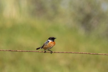 Taşkakan, ötüşünden dolayı adını taşıyan, birbirine tıkırdayan taşlar gibi bir kuştur. Daha çok böcek yer ve Boğa Adası, Dublin 'de fotoğraf çekilir..