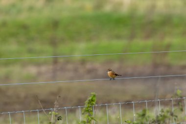Taşkakan, ötüşünden dolayı adını taşıyan, birbirine tıkırdayan taşlar gibi bir kuştur. Daha çok böcek yer ve Boğa Adası, Dublin 'de fotoğraf çekilir..