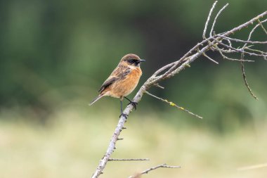 Taşkakan, ötüşünden dolayı adını taşıyan, birbirine tıkırdayan taşlar gibi bir kuştur. Daha çok böcek yer ve Boğa Adası, Dublin 'de fotoğraf çekilir..