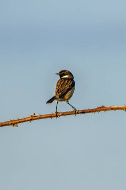 Taşkakan, ötüşünden dolayı adını taşıyan, birbirine tıkırdayan taşlar gibi bir kuştur. Daha çok böcek yer ve Boğa Adası, Dublin 'de fotoğraf çekilir..