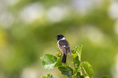 Taşkakan, ötüşünden dolayı adını taşıyan, birbirine tıkırdayan taşlar gibi bir kuştur. Daha çok böcek yer ve Boğa Adası, Dublin 'de fotoğraf çekilir..