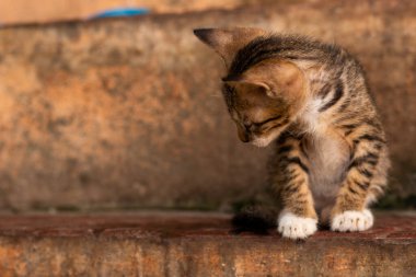 Güzel mavi gözlü siyah beyaz Hint kedisi, Güzel yerli kedinin Potrait resmi..
