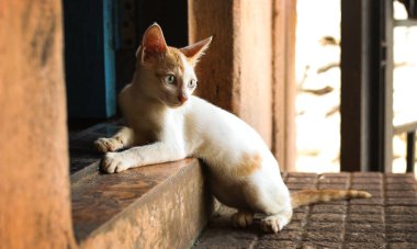 Güzel mavi gözlü siyah beyaz Hint kedisi, Güzel yerli kedinin Potrait resmi..
