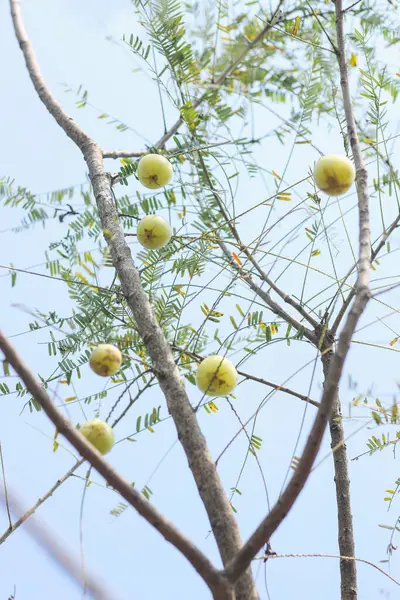 Groseille Maquereau Indienne Aamla Sur Arbre Phyllanthus Emblica Ingrédient Des — Photo