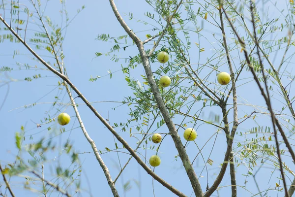 Indische Stachelbeere Aamla Auf Dem Baum Phyllanthus Emblica Bestandteil Der — Stockfoto