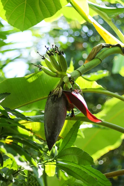 バナナの木 庭で熟した緑のバナナを育てているバナナの木のバンチ 農業プランテーション — ストック写真