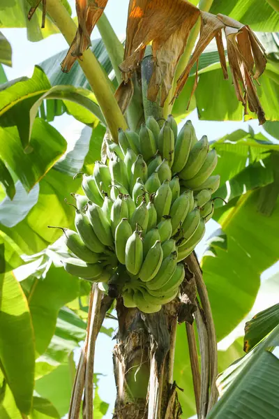 バナナの木 庭で熟した緑のバナナを育てているバナナの木のバンチ 農業プランテーション — ストック写真