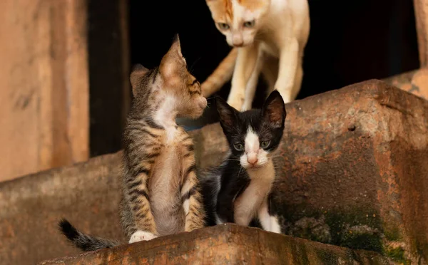美丽蓝眼睛的黑白印度猫 美丽的家养印第安猫的画像 — 图库照片