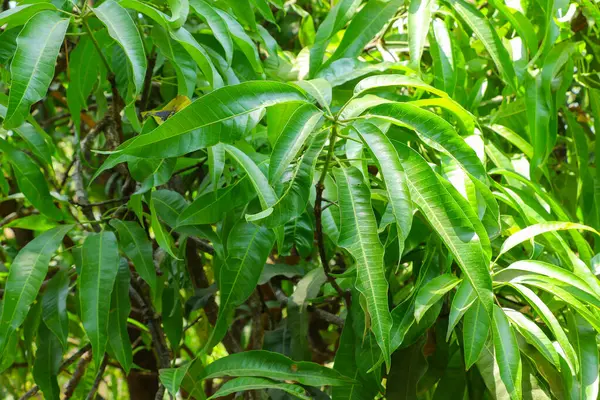Büyüleyici Fotoğrafta Taze Yeşil Mango Yapraklarının Gür Güzelliği Bir Mango — Stok fotoğraf