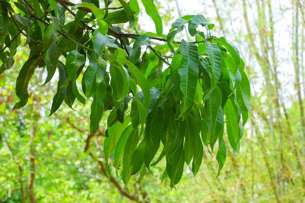 Captivating Photo Showcases Lush Beauty Fresh Green Mango Leaves Gracefully — Stock Photo, Image