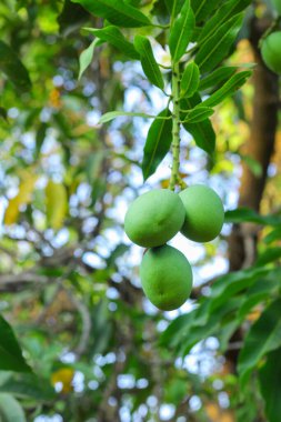 Bu büyüleyici görüntü, güzel bir zemin olarak sunulan gür dalları ve yaprakları ile zarif bir şekilde bir mango ağacından sarkan yalnız yeşil bir mangoyu gösteriyor. Mangonun canlı yeşil rengi tr 'nin doğal renklerine karşıdır.