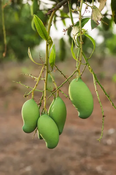 Cette Image Captivante Présente Une Mangue Verte Solitaire Suspendue Gracieusement — Photo