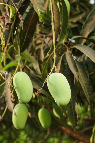 Captivating Image Features Solitary Green Mango Hanging Gracefully Mango Tree — Stock Photo, Image