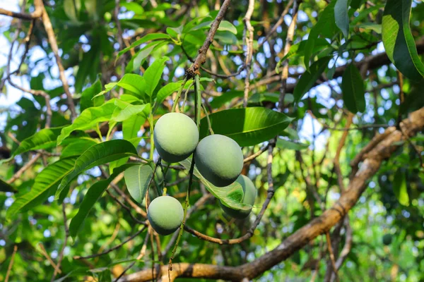 Cette Image Captivante Présente Une Mangue Verte Solitaire Suspendue Gracieusement — Photo