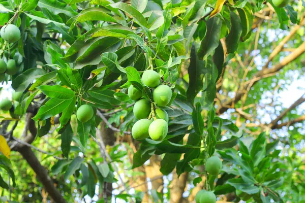 この魅惑的なイメージはマンゴーの木の枝から優雅にぶら下がっている孤独な緑のマンゴーを特色にし 緑の枝と葉は美しい背景として役立ちます マンゴーの鮮やかな緑色はトリの自然な色に対して際立っています — ストック写真