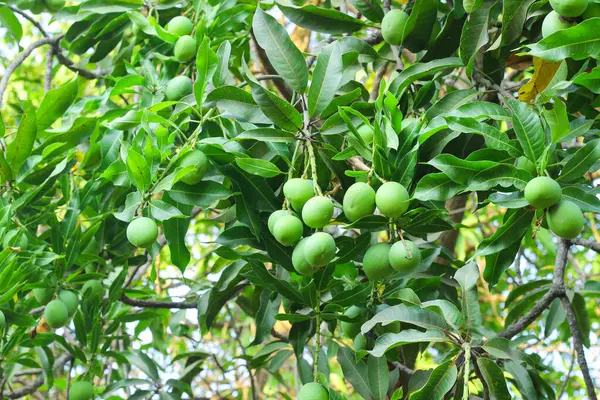 Captivating Image Features Solitary Green Mango Hanging Gracefully Mango Tree — Stock Photo, Image