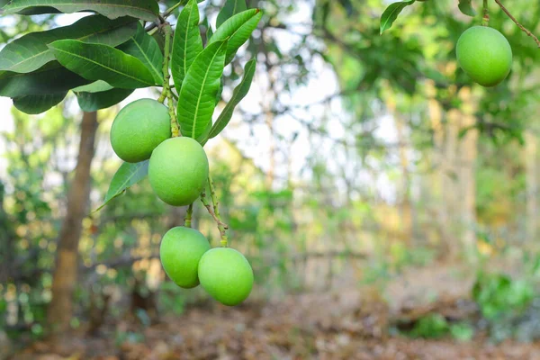 Dit Boeiende Beeld Kenmerkt Zich Door Een Solitaire Groene Mango — Stockfoto