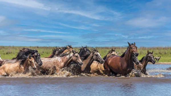 Wild Horses Crossing River Corrientes Argentina — Stock Photo, Image