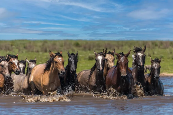 Front View Group Wild Horses Crossing River Corrientes Argentina — Stock Photo, Image
