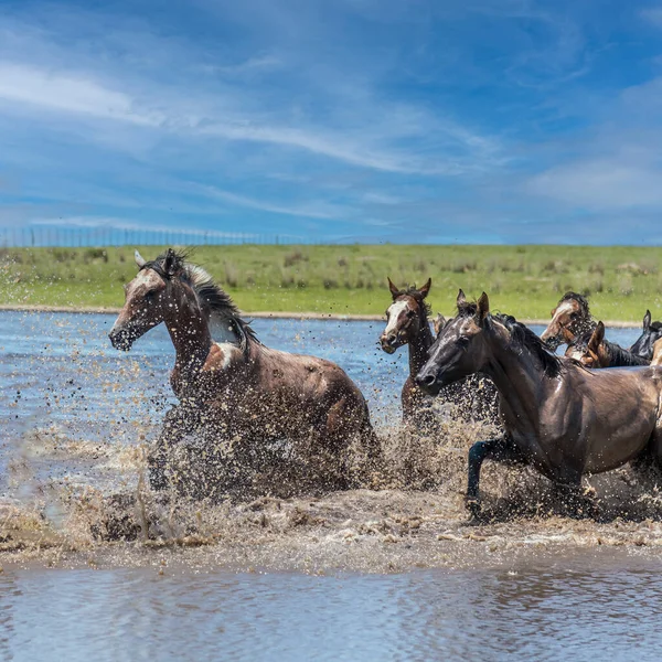 Side View Group Wild Horses Splashing Water While Crossing River — Stock Photo, Image