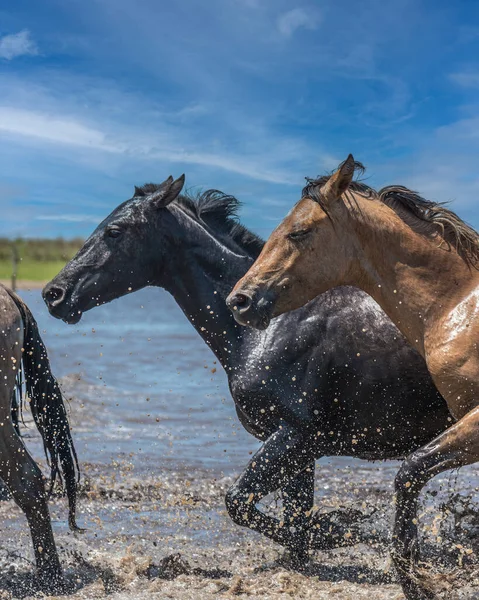 Vertical Photo Two Wild Horses One Brown One Black Crossing — Stock Photo, Image