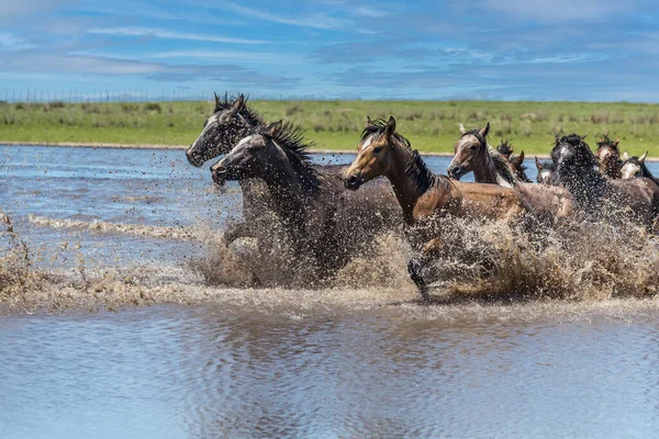 Side View Group Wild Horses Splashing Water While Crossing River — Stock Photo, Image