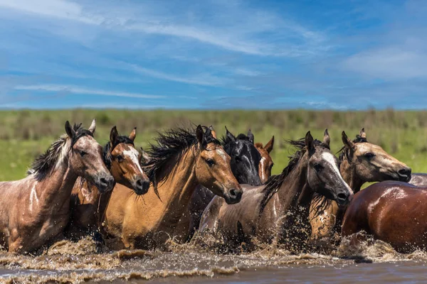 Cavalos Selvagens Galopando Água Província Corrientes Argentina Fotografias De Stock Royalty-Free