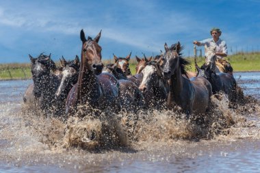 Esquina, Corrientes, Arjantin - 29 Ekim 2022: Arjantin Gaucho nehirden geçmek için vahşi atları güdüyor..