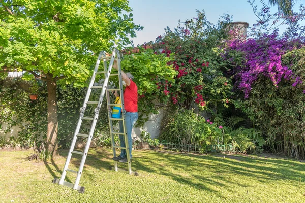 Older man with goggles climbing metal ladder with insecticide sprayer, protective mask and goggles to spray oak leaves