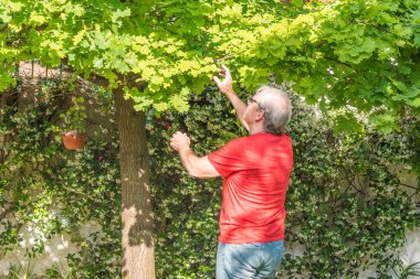 Bahçede gözlüklü, yaşlı yetişkin bir erkek böcek var mı diye meşe ağacının yapraklarını kontrol ediyor..