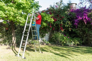 Senior man with mask and glasses spraying insecticide on the plants in his garden. Gardening concept.