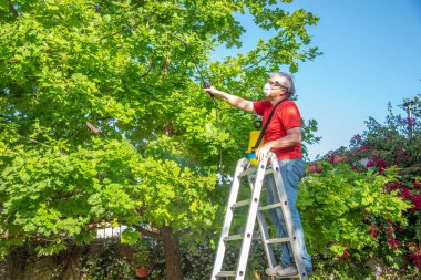 Senior man with a mask and goggles standing on a metal ladder while spraying insecticide on the plants in the garden. Gardening concept.