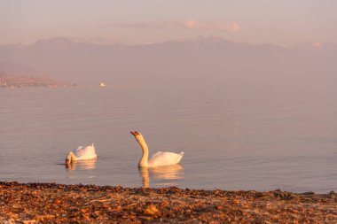 Gün batımında göl kıyısında kuğular. Doğa ve hayvanlar konsepti.