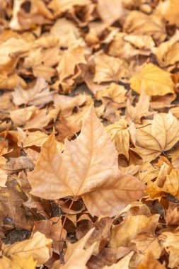Pek çok kurak sonbahar yapraklarının kapalı manzarası doğada..