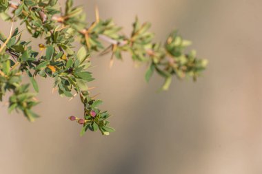 Bir Calafate ağacı dalı, Berberis Microphylla, yeşil yapraklar ve küçük meyveler. Calafate ön planda ve arka plan açık kahverengidir..