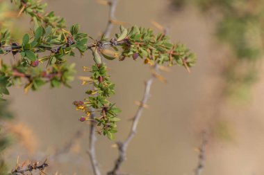 Bir Calafate ağacı dalı, Berberis Microphylla, yeşil yapraklar ve küçük meyveler. Calafate odak üzerinde ön planda