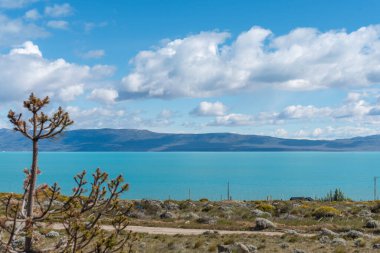 Önünde küçük bir ağaç olan güzel mavi bir Argentino Gölü. Gökyüzü bulutlu, ama su hala sakin.