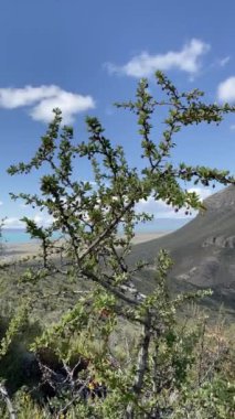 Kalafat ağacı dalı, Berberis Microphylla, yeşil yapraklar ve küçük böğürtlenlerin videosu