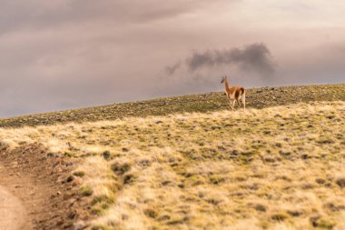 Kahverengi ve beyaz bir guanaco bir tarlada duruyor. Gökyüzü bulutlu ve güneş batıyor.