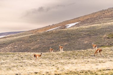Patagonya bozkırlarındaki bir tarlada otlayan beş guanacos sürüsü. Hayvanlar açık alanda sessizce yemek yerken görüntüde sakin ve huzurlu bir atmosfer var..