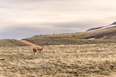 Patagonya bozkırındaki çimenli bir arazide yalnız bir guanaco duruyor. Gökyüzü bulutlu ve güneş batıyor.